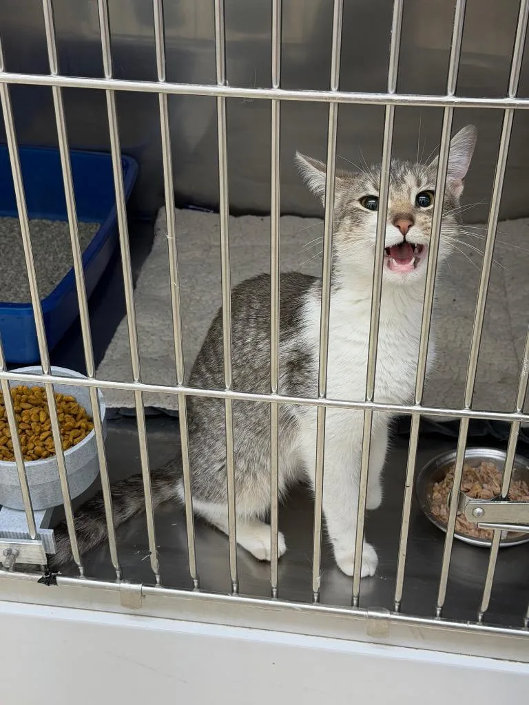 A young medium-sized female Domestic Short Hair cat named Whiskers for adoption in Glenfield, NY