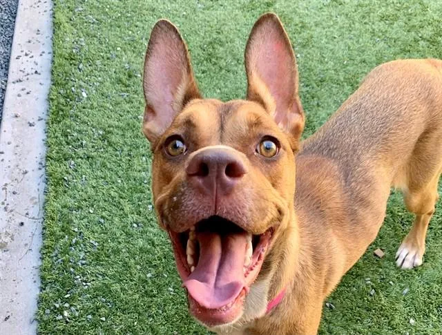 A young large-sized female Shepherd dog named Celestia for adoption in Moreno Valley, CA