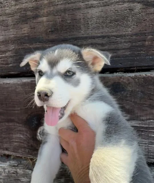 A baby medium-sized male Australian Cattle Dog / Blue Heeler dog named Tiramisu for adoption in Camarillo, CA