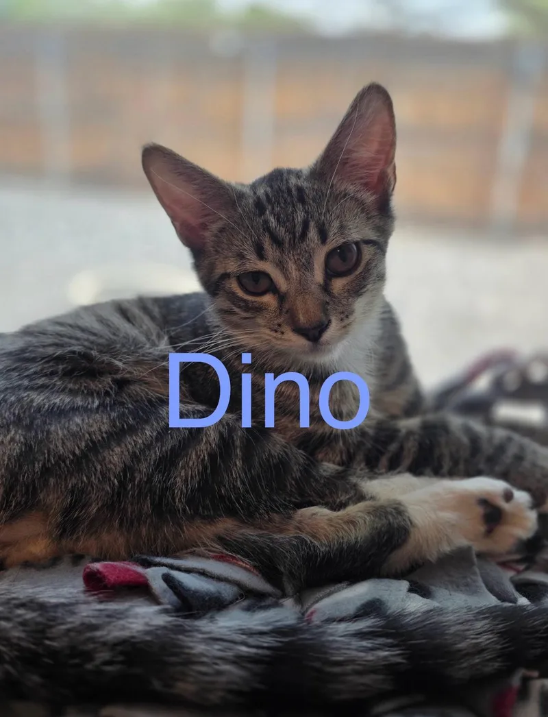 A young small-sized male Tabby (Brown / Chocolate) Tabby cat named Dino for adoption in Tucson, AZ