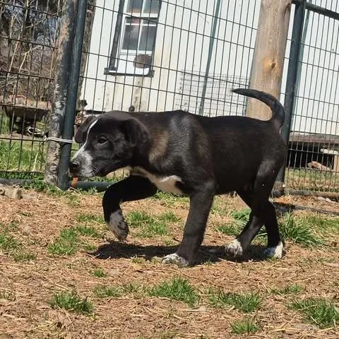 A young small-sized male Black Mixed Breed dog named Mako for adoption in Dover, AR