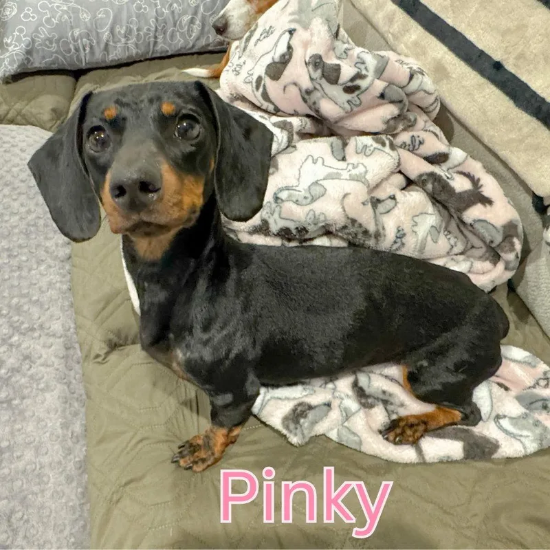 An adult medium-sized female Dachshund dog named Pinky for adoption in San Antonio, TX