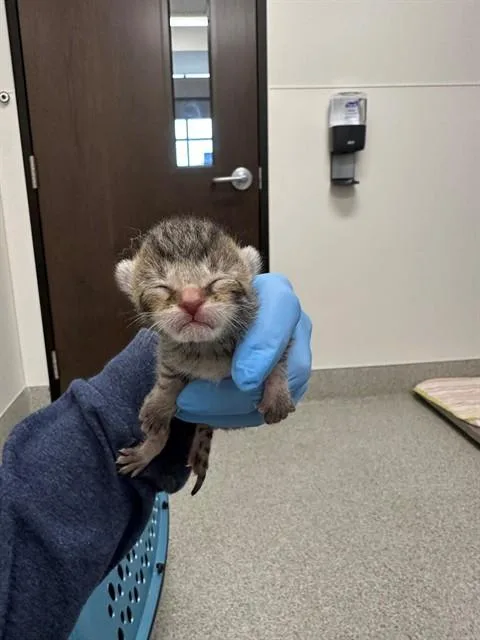 A baby small-sized male Domestic Short Hair cat named Artemis for adoption in San Luis Obispo, CA