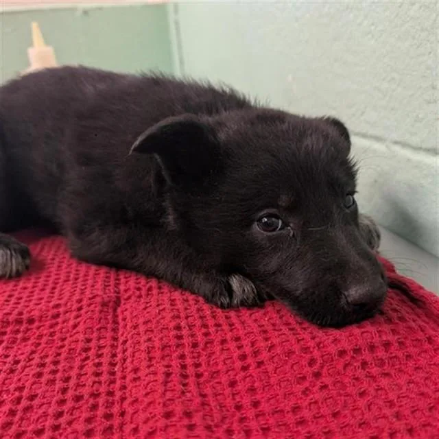 A baby small-sized female German Shepherd Dog dog named Alani for adoption in Sacramento, CA