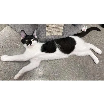 An adult medium-sized male Domestic Short Hair cat named Ares Kershaw for adoption in Hudson, MA