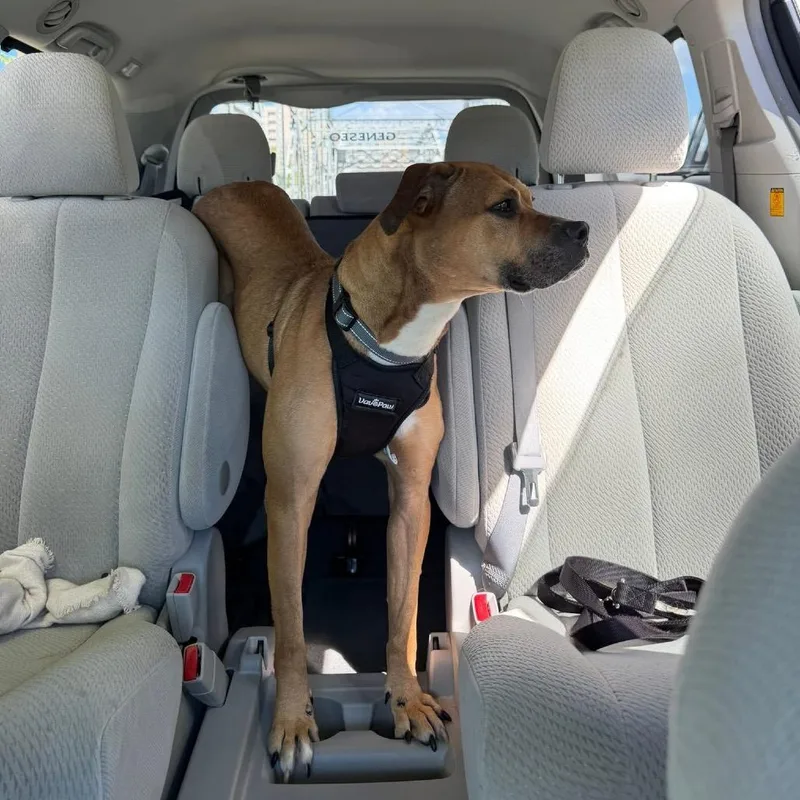 An adult medium-sized male Brown / Chocolate Boxer dog named Chevy for adoption in Binghamton, NY