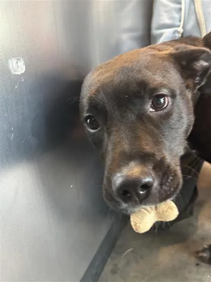 An adult medium-sized female Mixed Breed dog named Ciara for adoption in West Chester, PA