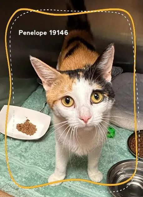 A young medium-sized female Calico Domestic Short Hair cat named Penelope for adoption in Marietta, GA