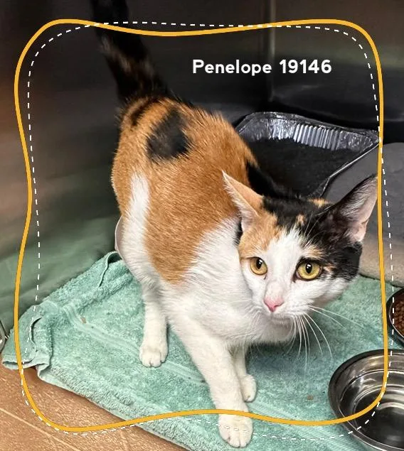 Penelope thumbnail 2