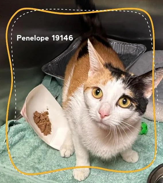 Penelope thumbnail 3