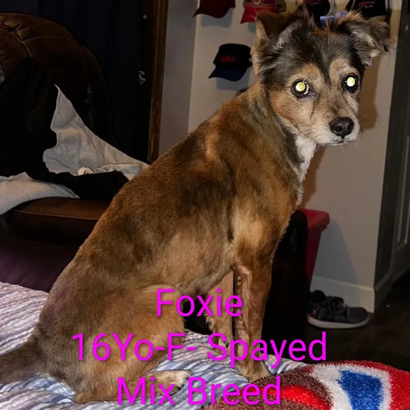 Foxie Hw+