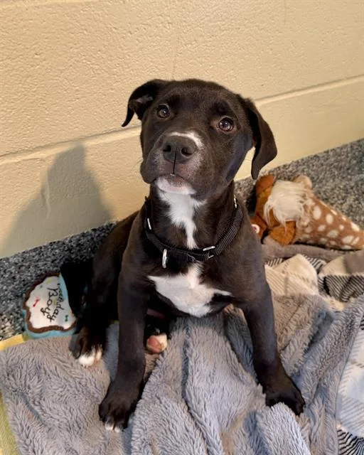A baby medium-sized male Pit Bull Terrier dog named Sid for adoption in Brewster, MA