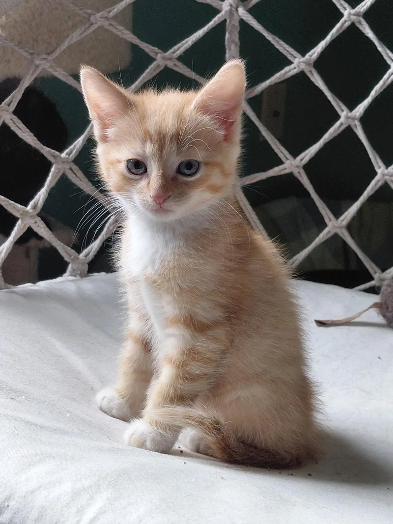 A baby medium-sized male Orange & White Domestic Short Hair cat named Leonard for adoption in Montello, WI