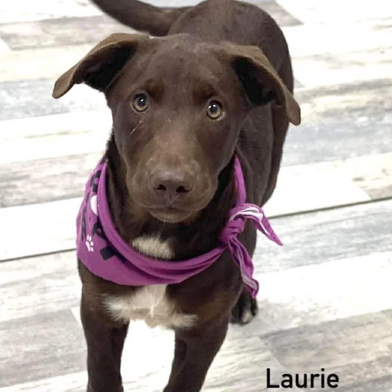A baby medium-sized female Brown / Chocolate Labrador Retriever dog named Laurie  Local April for adoption in Brookshire, TX