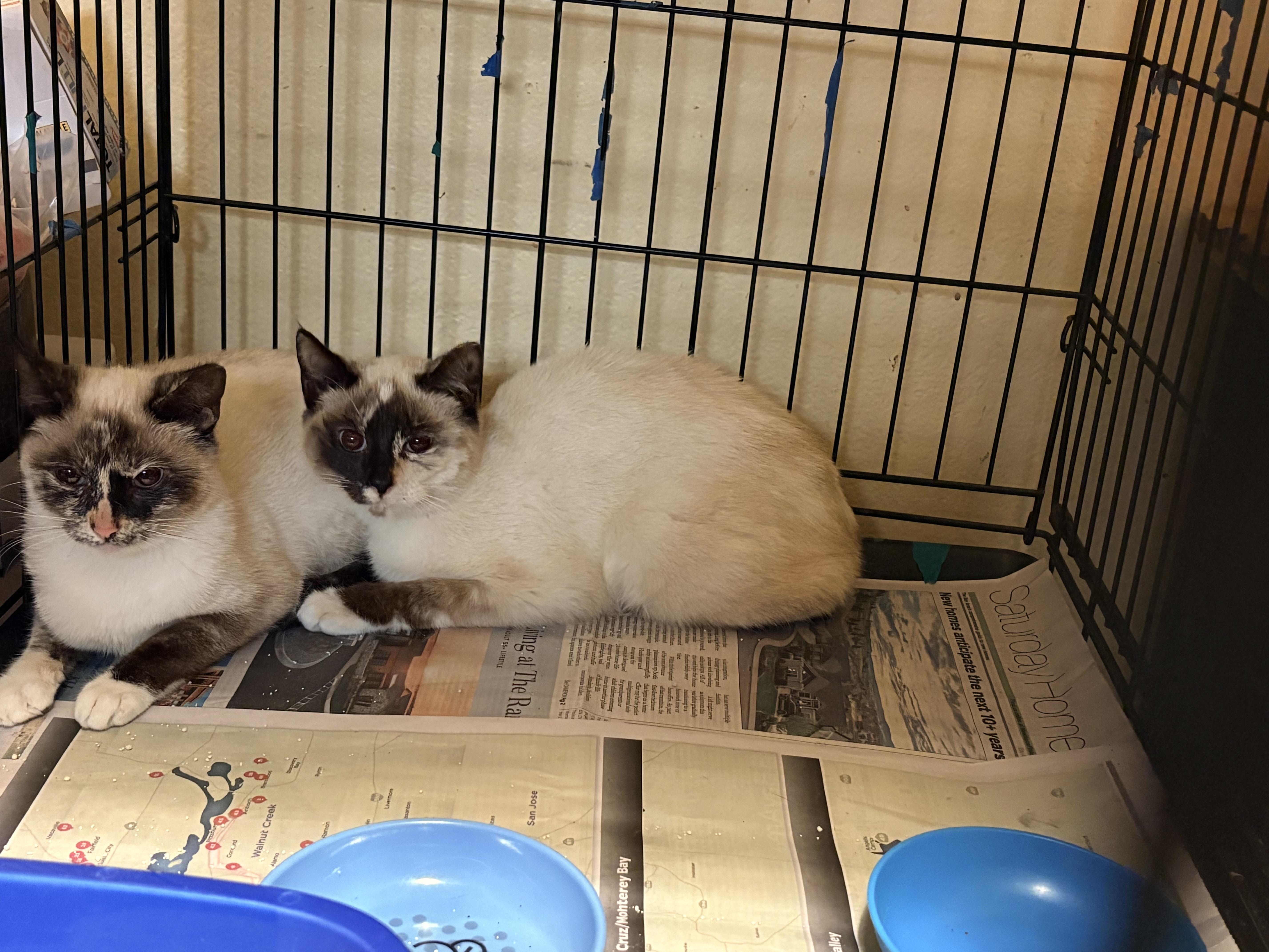 Estrella thumbnail 2