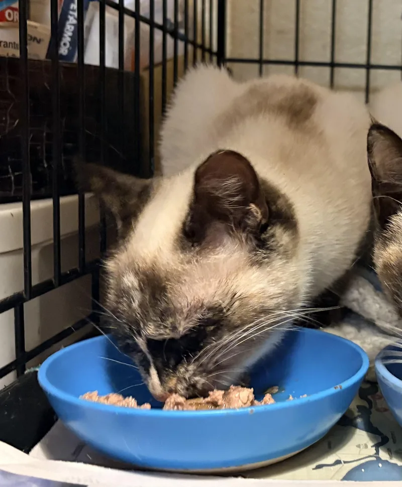 Estrella thumbnail 3