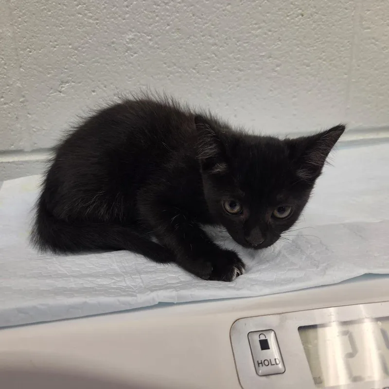 A baby small-sized female Black Domestic Short Hair cat named Sassy for adoption in Chattanooga, TN
