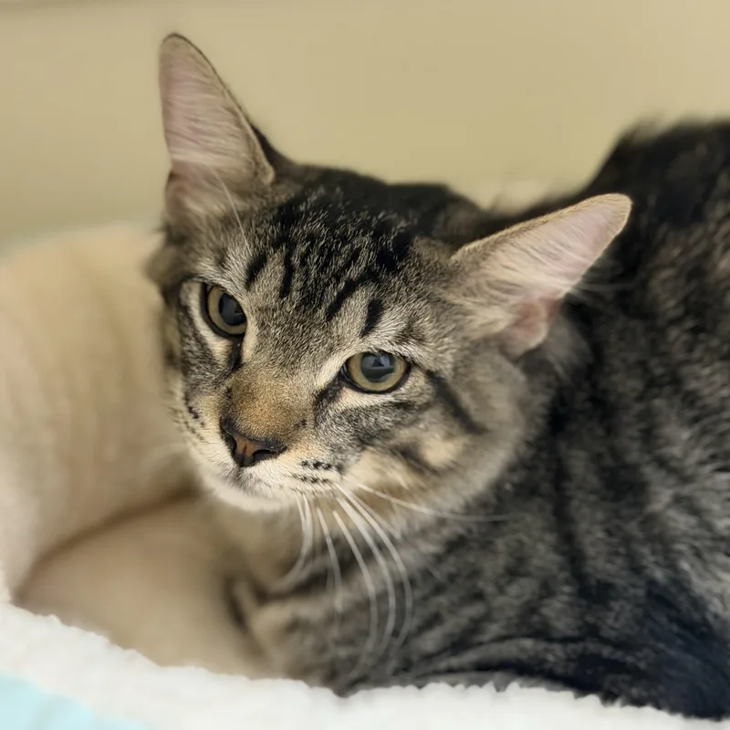 A baby medium-sized male Tabby (Brown / Chocolate) Domestic Long Hair cat named Armani for adoption in Cooperstown, NY