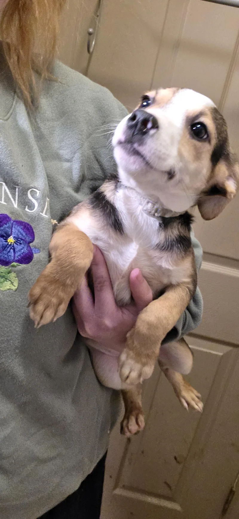 A baby medium-sized male Puggle dog named Johnson for adoption in Evansville, IN
