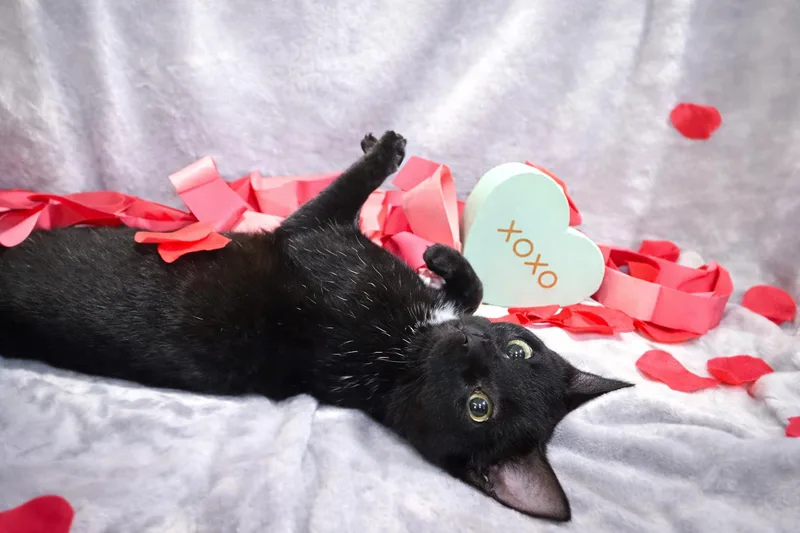 A young medium-sized male Black Domestic Short Hair cat named Freeze: Visit At Lynchburg for adoption in Rustburg, VA