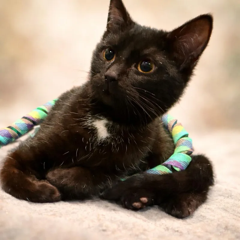 Freeze: Visit At Lynchburg thumbnail 2