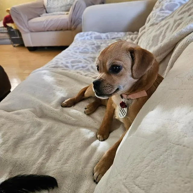 Penelope thumbnail 2