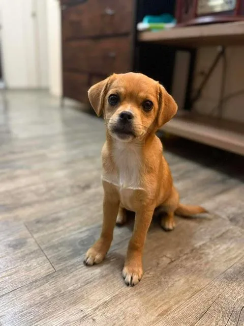 Penelope thumbnail 3