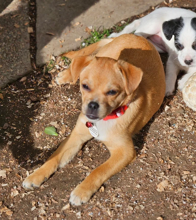 Penelope thumbnail 5