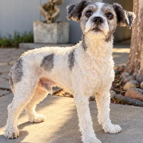 A young small-sized male Maltese dog named Oreo for adoption in Lathrop, CA