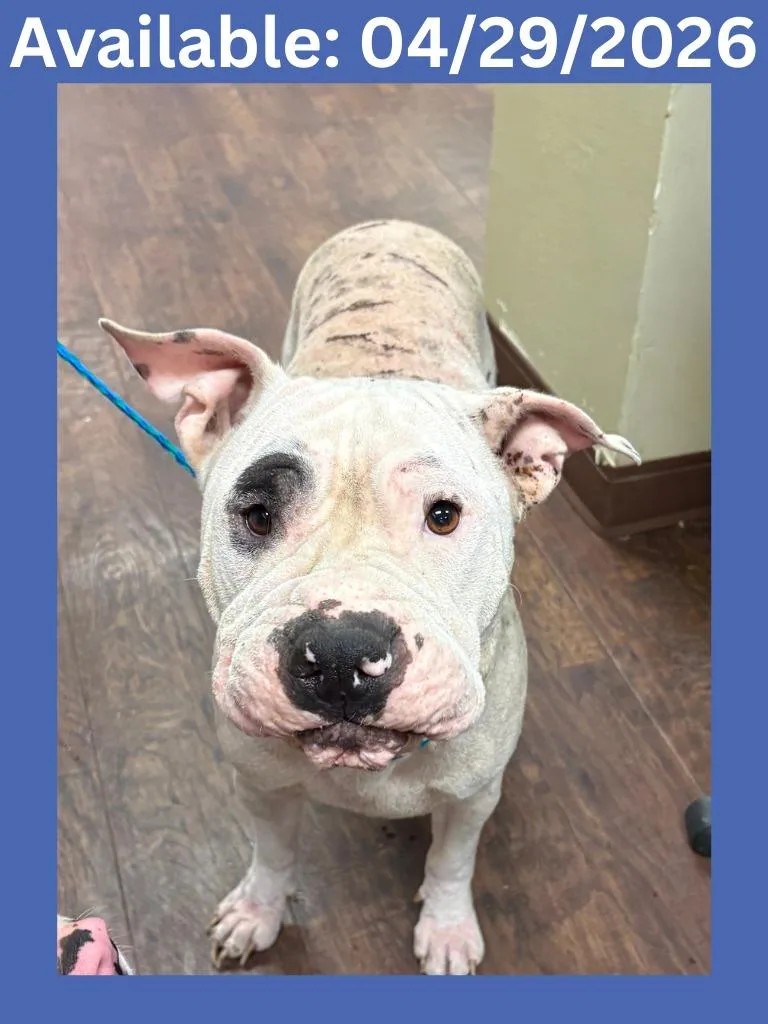 A young medium-sized male Shar-Pei dog named Dog Kennel   for adoption in Greenville, TX