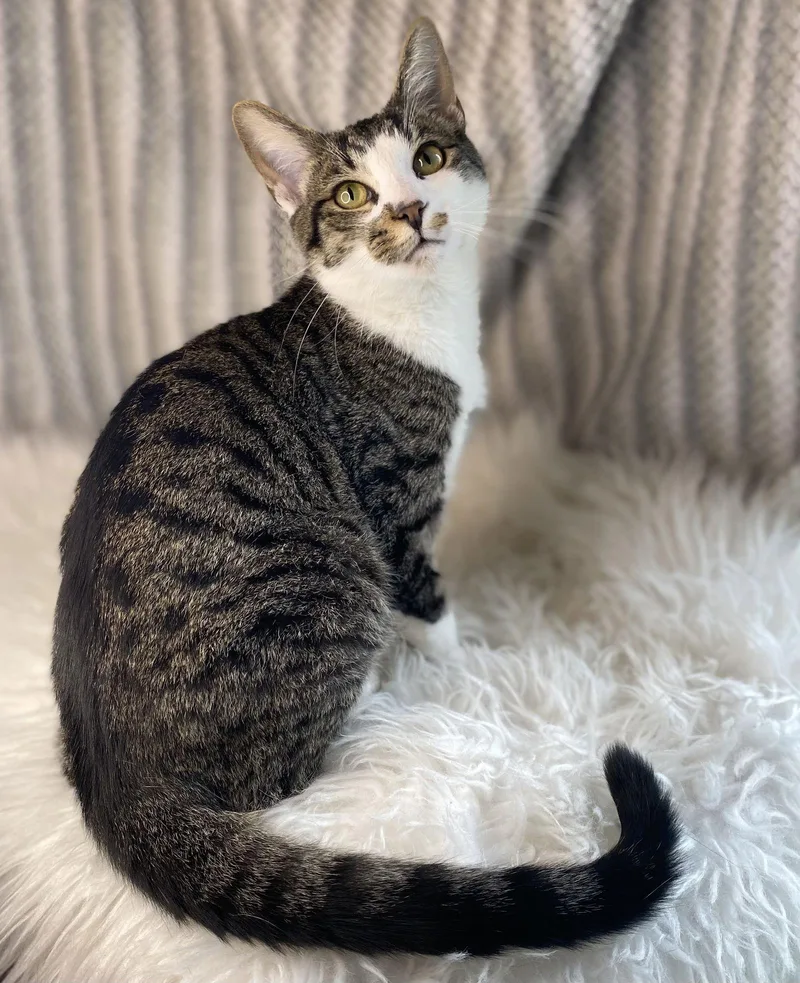 Cormac  See Me thumbnail 2