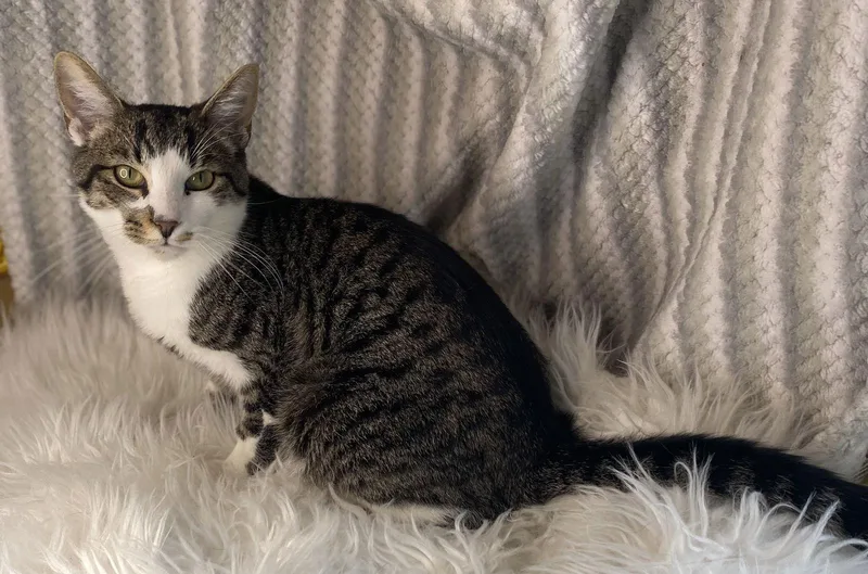 Cormac  See Me thumbnail 3