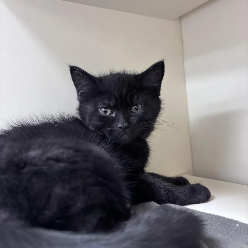 A baby small-sized female Black Domestic Short Hair cat named Fendi for adoption in Newark, DE