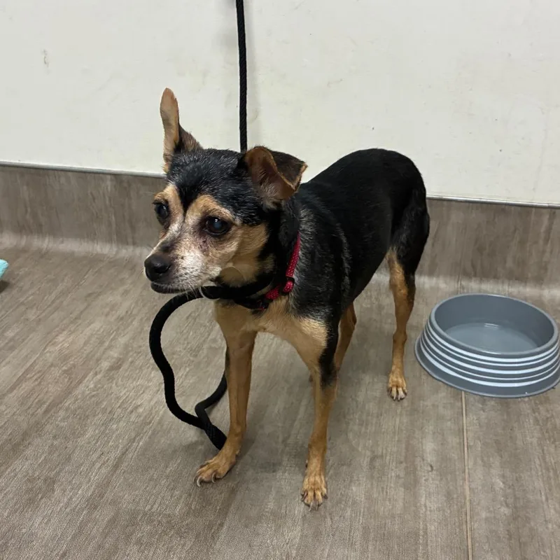 A senior small-sized female Black Chihuahua dog named Tessa for adoption in Pasadena, CA