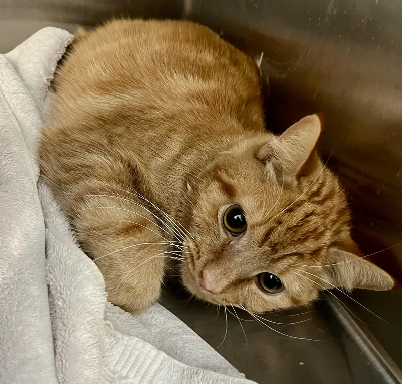 Sunset Orange thumbnail 2