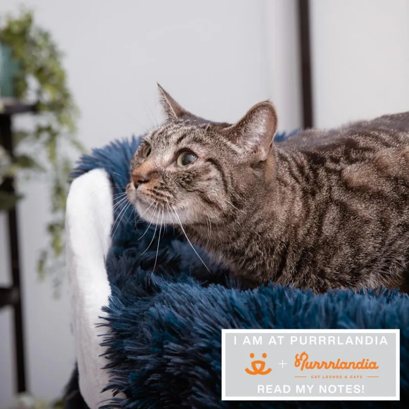 An adult medium-sized female Domestic Short Hair cat named Alemeda for adoption in Los Angeles, CA