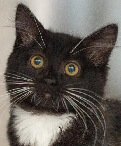 A baby small-sized female Domestic Long Hair cat named Primrose for adoption in Encinitas, CA