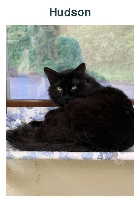An adult large-sized male Domestic Long Hair cat named Hudson for adoption in Richland Center, WI