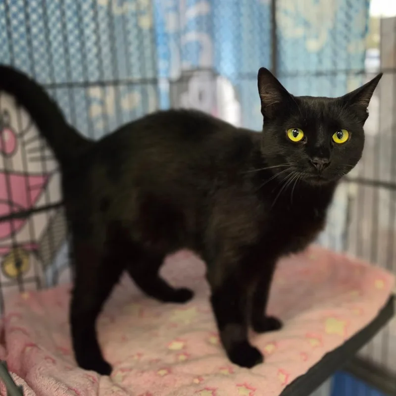 A young large-sized female Black Domestic Short Hair cat named Kocha  Chino Hills for adoption in Chino Hills, CA