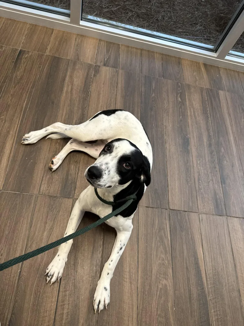 A young medium-sized female Mixed Breed dog named Mae for adoption in Hilton Head Island, SC