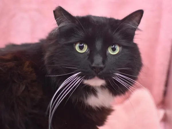 An adult small-sized female Domestic Long Hair cat named Abigail for adoption in Portland, OR
