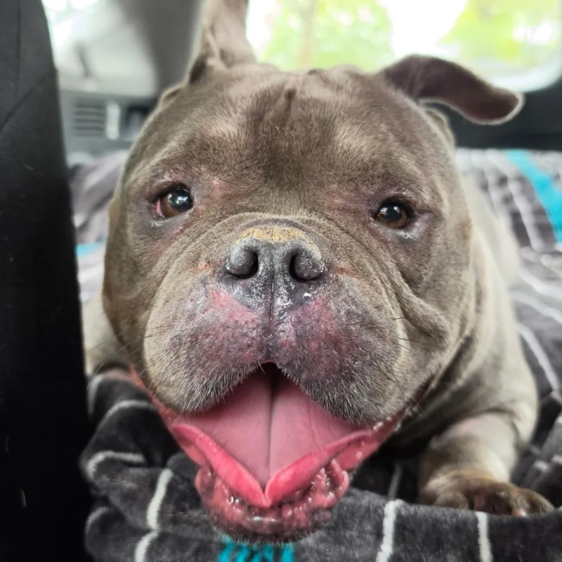 An adult medium-sized female Bulldog dog named Noa for adoption in Chicago, IL