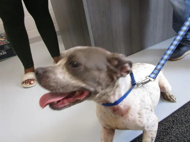 A young large-sized female Pit Bull Terrier dog named Gumball for adoption in Ocala, FL
