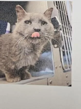 A senior small-sized male Domestic Short Hair cat named Kaiden for adoption in Cincinnati, OH