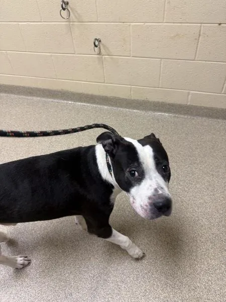 An adult large-sized male Pit Bull Terrier dog named Mijo for adoption in Virginia Beach, VA