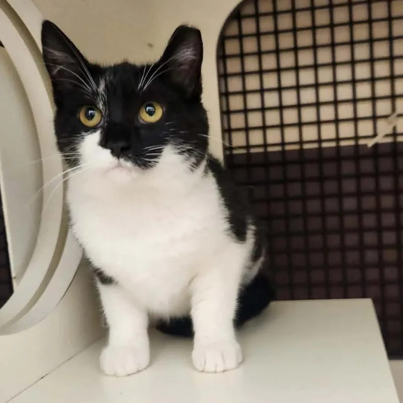 A baby small-sized female Black Domestic Short Hair cat named Stella for adoption in Toledo, OH
