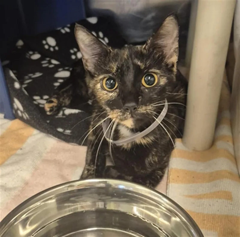 A young medium-sized female Domestic Short Hair cat named Dora for adoption in Houston, TX