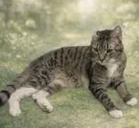 An adult medium-sized male Tabby (Gray / Blue / Silver) Domestic Short Hair cat named Ransom for adoption in Portsmouth, OH