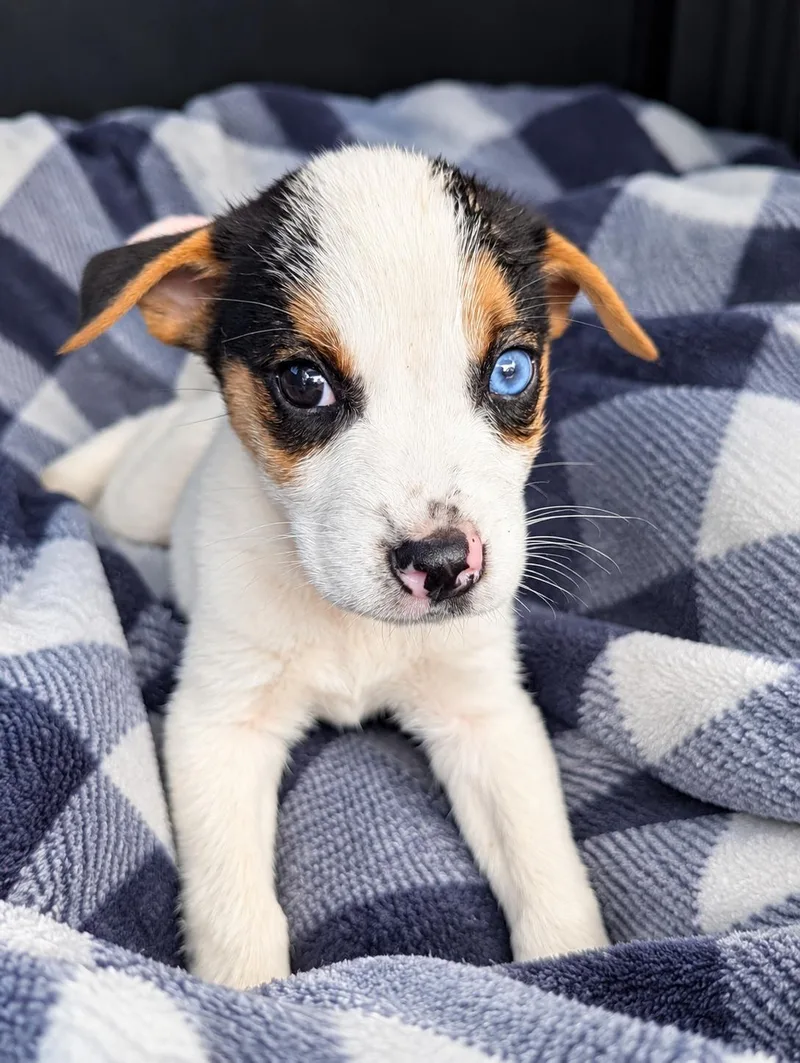 A baby medium-sized male Husky dog named Milo for adoption in Nahunta, GA