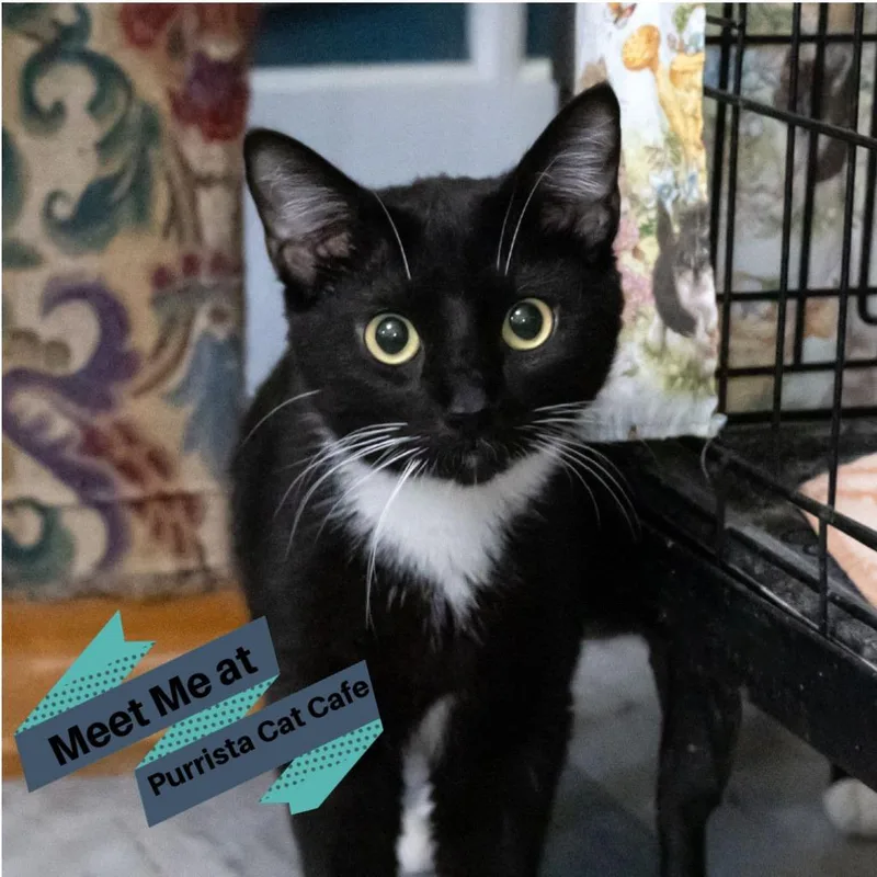 A young medium-sized male Black Domestic Short Hair cat named Martini for adoption in McKean, PA